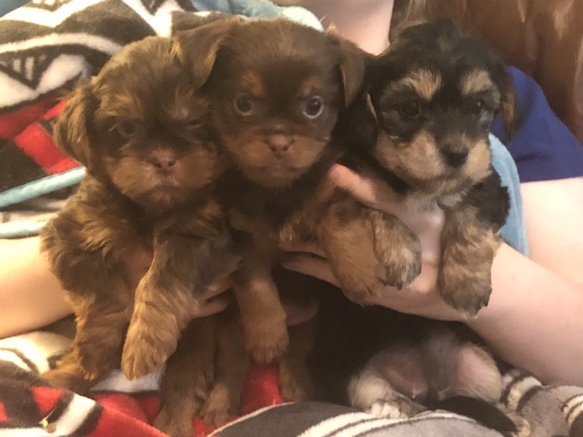 Yorkshire Terrier – 3 female Shorkie Puppies – Chandler
