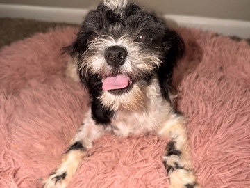 Shih Poo – BJ – Bedford Heights