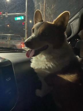 Pembroke Welsh Corgi – Looking To Rehome my 3 year old corgi