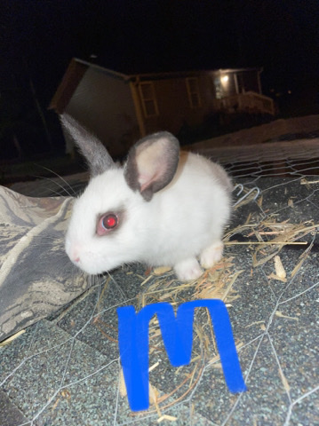 Flemish Giant – 3 male Californian/Flemish mix bunnies for sale