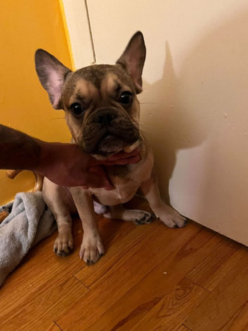 French Bulldog – French bulldog