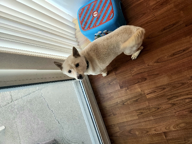 Shiba Inu – loving female dog