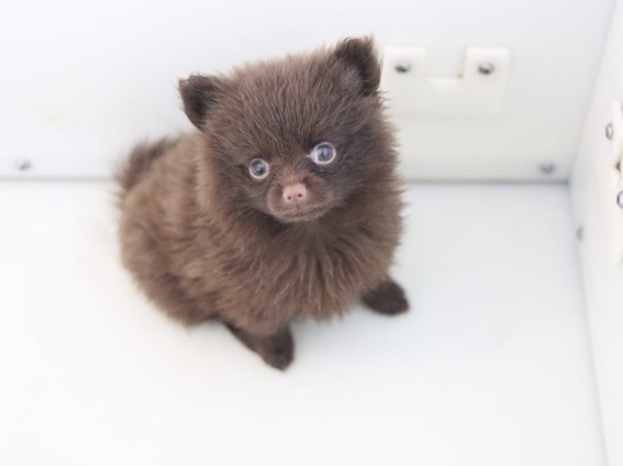 Pomeranian - Pomeranian puppy available for adoption in Braintree