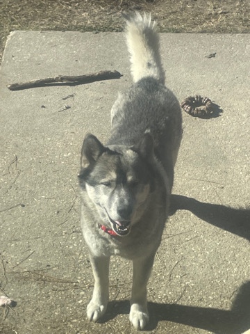 Siberian Husky – the perfect dog