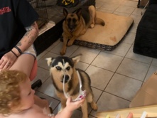 Siberian Husky – Rehome – Forest City