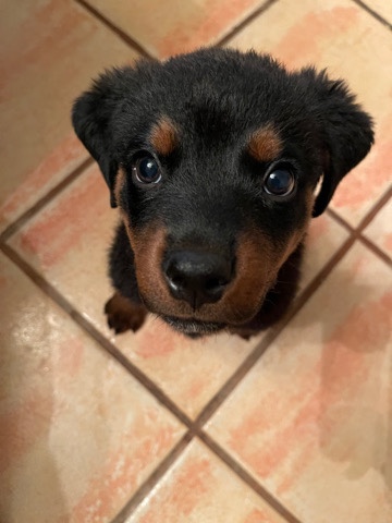 Rottweiler – Rottweiler puppy for sale