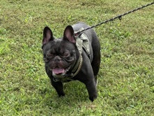 French Bulldog – Chocolate Frenchie – South Fulton