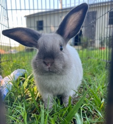 male bunny
