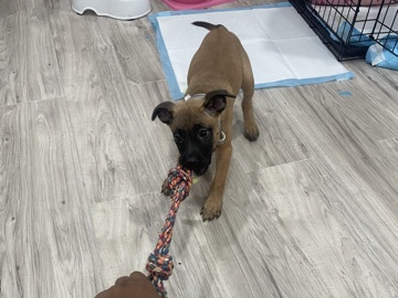 Belgian Shepherd Dog (Malinois) – belgian malinois and staffy mix puppy – Wellington