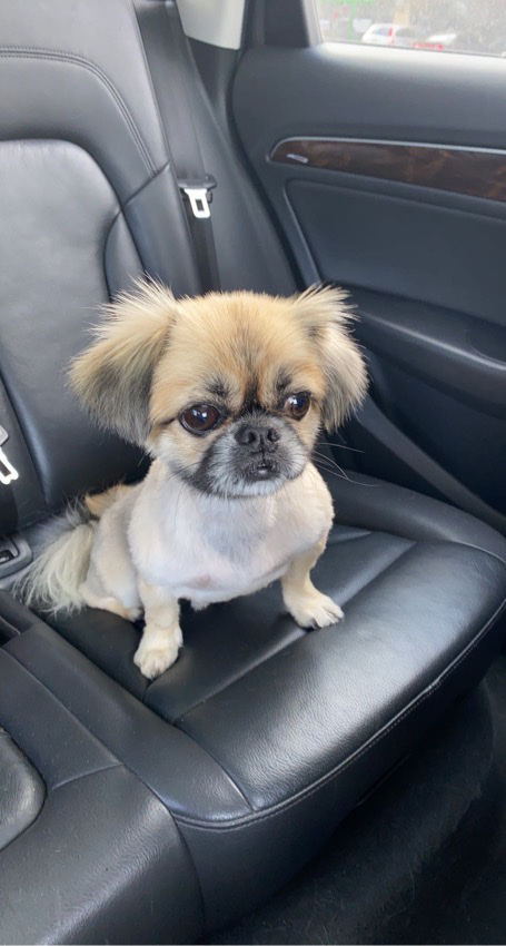 Pekingese for sale 