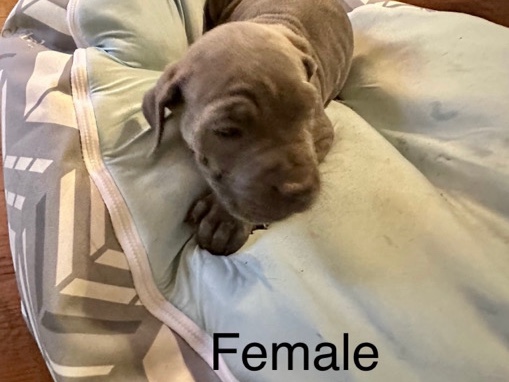 Cane Corso – Cane Corso puppy – Savannah