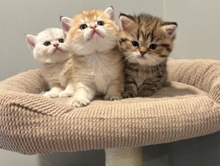 Scottish Fold – Scottish Straight – Inman