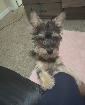 MAX NEEDS LOVE – Hudson