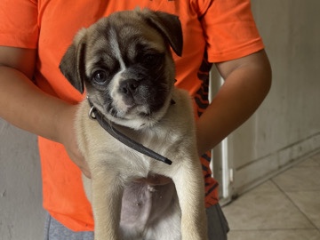 Bulldog - baby bulldog  available for adoption in Los Angeles