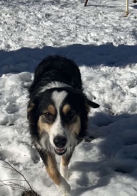 Australian Shepherd – Australian Shepard needs rehoming