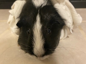 Guinea Pig – 3 female Guinea pigs – Tanner Williams