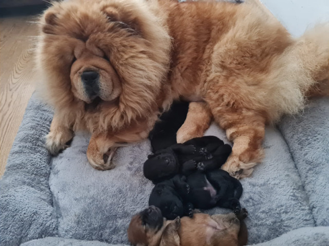 Chow Chow – black chow chow puppies❗️ pup update ❗️2 left ❤️