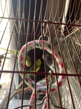 Parakeets to rehome 