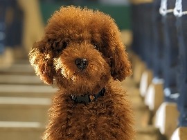 Poodle - Poodle for sale  available for adoption in Hyderabad