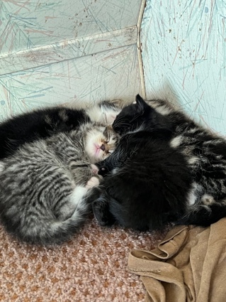 kittens already had there check up’s at doctors