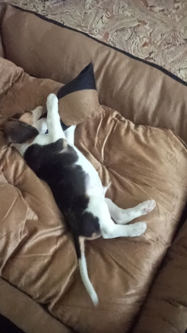dog for sale