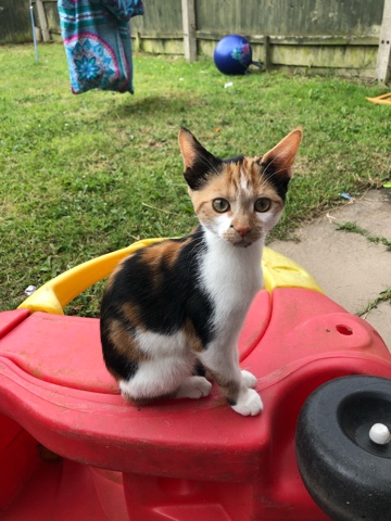 cat – This cute kitty is really desperate for a home.