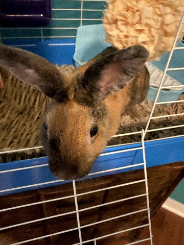 American – Moving out of state need to rehome bunny