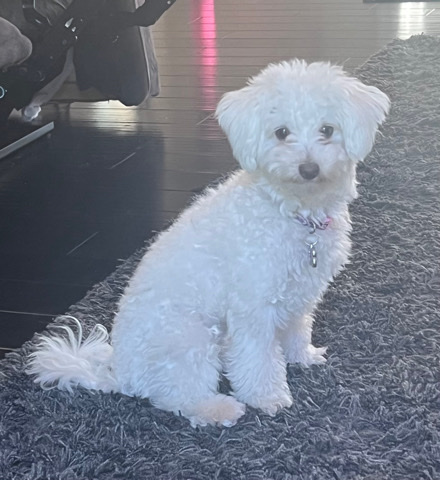 Maltese – Maltipoo