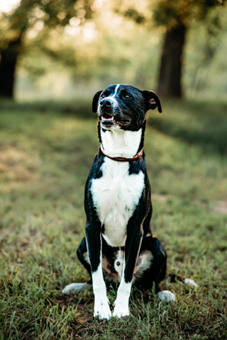 Border Collie – rehome Jax