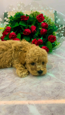 Poodle – Cute and active toy poodle male puppy