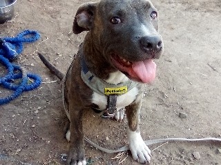 American Pit Bull Terrier – blue nose brindle pitbull puppy – Denver