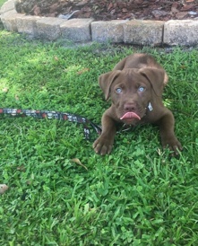 Pit Bull/Husky mix