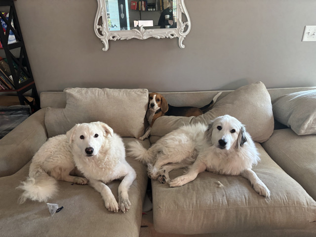Great Pyrenees – Bonded Great Pyrenees Girl and Boy – Walkertown