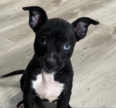 American Staffordshire Terrier – Hazel