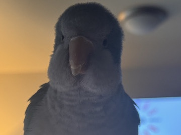 Quaker Parrot – Quaker Parrot – Kirkland