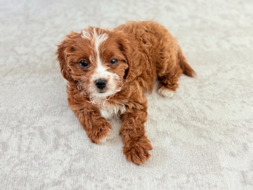 Cavapoo – rehoming 10 week old female cavapoo