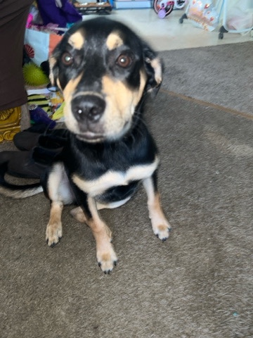German Shepherd – New Home for Flow