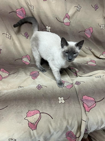 Siamese – siamese cat male