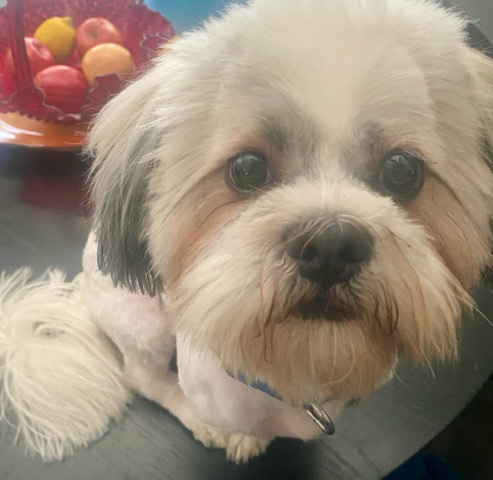 Shih Tzu – Registered Shih Tzu