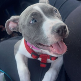 pitbull female ready to breed – Denver