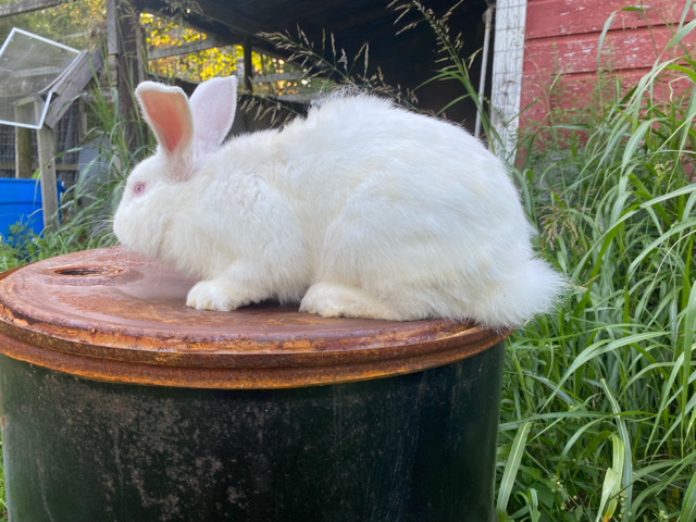 New Zealand – rabbit
