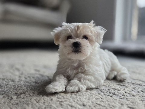 Maltipoo – Maltipoo Hündin – Lehrte