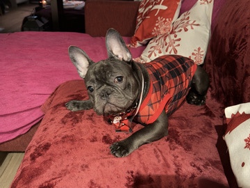 French bulldog female 