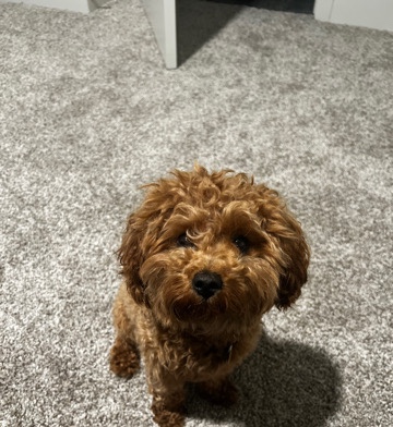 Chloe the Cavapoo