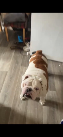 Bulldog – 3 dogs that need a home