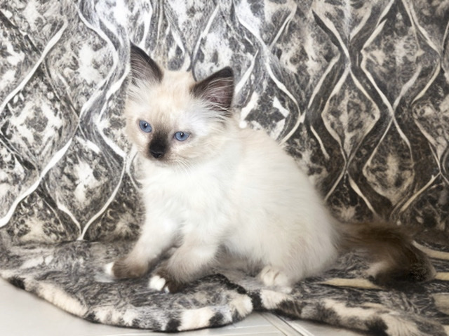 Ragdoll – kitten ready to go home! – Carson