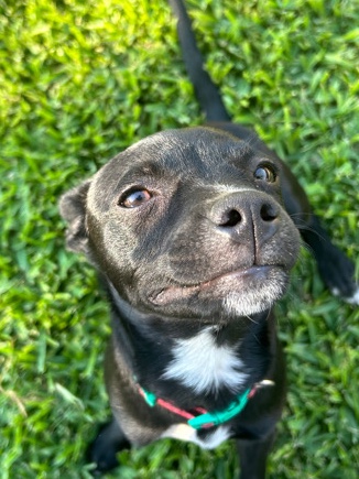 Chihuahua – chihuahua mix looking for a home!