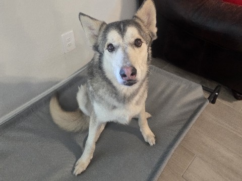 Siberian Husky – Friendly Siberian Husky/ German shepard Rehoming in Boyd – Boyd