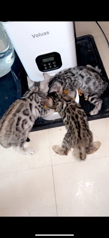 Bengal – bengal