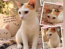 Rehoming our beautiful daisy – Bengaluru